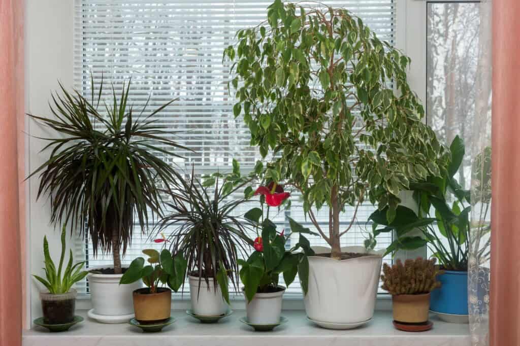 Various indoor plants on the windowsill