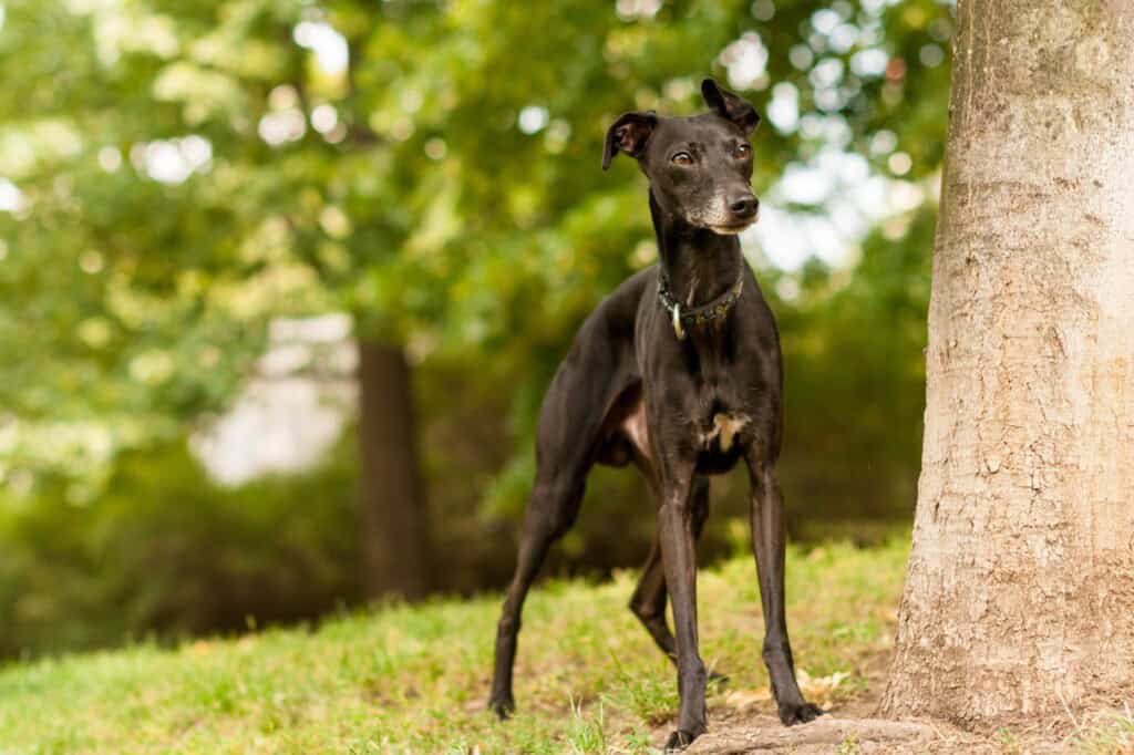 An Italian Greyhound in a park in the concept of 'best parks and green spaces in Bromley'.